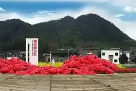 探春寻花、品山乡宴、红歌会友……洞桥山乡节明日开幕！图片