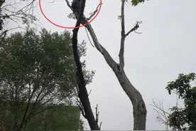 郑州街头小伙爬树尖摘香椿叶 晃晃悠悠看得人发憷图片