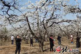 曲阳第七届梨花节暨旅游文化周启帷图片
