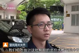一股腥味扑鼻！女子入境被查 行李箱竟暗“藏”熊胆！视频封面