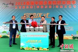 福建永泰逾10万亩枇杷迎采摘季图片