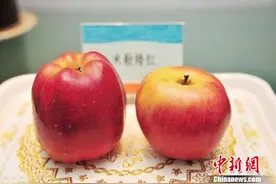 甘肃手艺人18载再现传统蜡果技艺 多途径引众促传承图片