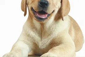 青岛犬只收养基地：希望市民用领养代替购买图片