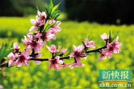 这个春天，把自己种进田野里图片