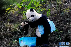 做熊猫饲养员有什么要求？先把自己变成“熊猫”图片