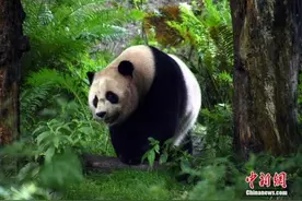 中国大熊猫保研中心：今年已有4只雌性大熊猫参与野外引种试验图片