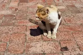 三只小野猫图片