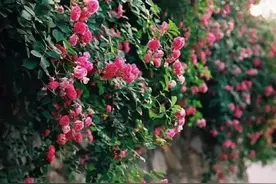 金子美铃的花草:野蔷薇图片