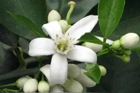 金子美铃的花草：橙花图片