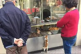 网友遇到一只正在买熟食的喵星人 只好在它后面排队等待图片