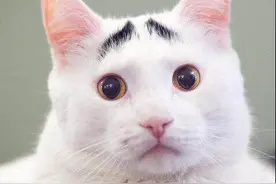 《猫乘》八十五则，看看古代中国的铲屎官对猫到底有多爱图片