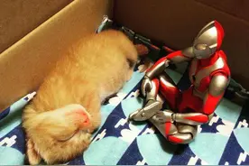 家里的奥特曼，就这样一点点陪伴着小奶猫长成了大怪兽！图片