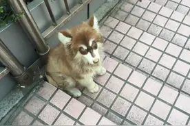 阿拉斯加走失后，呆坐在天桥不肯离开，痴等主人的一幕感动路人！图片