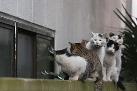 东京猫咪摄影师镜头下街猫的日常，超级萌翻天图片