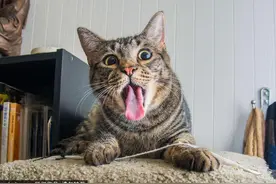猫咪吃”猫薄荷“的秘密 吐舌打滚整只猫都不好了图片