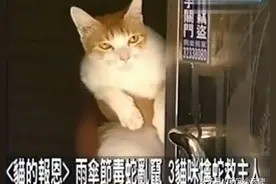 夫妇喂养流浪猫，一日遭遇毒蛇威胁时，它们却用这样的方式报恩！图片