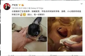 胆小谨慎进入，严屹宽后背拔罐血浆直流 网友:湿气太重图片