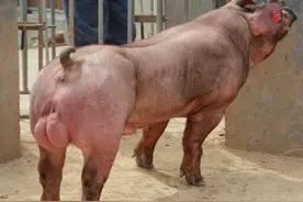 动物界的肌肉男，猪都长肌肉，一个比一个猛图片