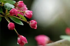 雨后的垂丝海棠——风中摇曳的慵懒精灵！图片