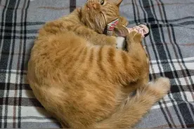 猫咪最喜爱的6款玩具，有了它们再也不担心猫咪孤独了！图片