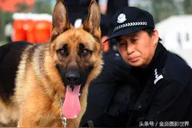 回眸我的奥运年之---警犬篇图片