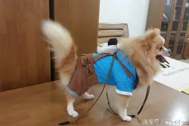 萌狗狗被剃光毛后，性情变成了这样，太辣眼睛了，连主人都害怕！图片