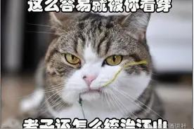 猫咪为何爱用杯子喝水？图片