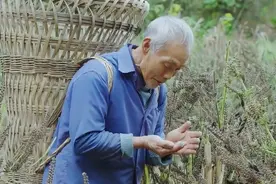 食之香气宜人，入药则为上品，以彭水苏麻的品质最佳视频封面