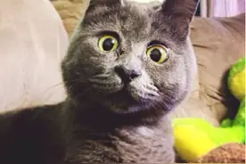 一失足成懵逼猫图片