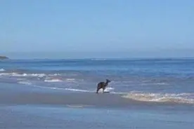 这个袋鼠站在海边一动不动，最后居然跳海自杀，天哪图片