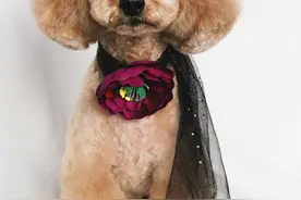 泰迪造型设计师——Monica图片