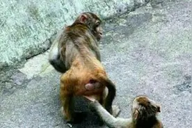 这才是真正的猴子偷桃图片