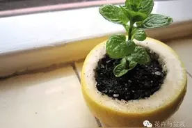 厨房垃圾变身蔬菜盆栽，就是这么简单图片
