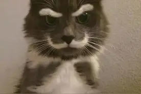 带你看看那些猫猫狗狗身上独特的花纹！图片