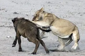 狮子想要捕猎小水牛，牛群及时赶来，群狮只能落荒而逃图片