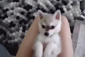 爱击掌的小阿拉斯加克利凯犬视频封面