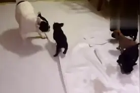 法国斗牛犬狗爹陪宝宝玩！这么多小崽子都是你亲生的吗？视频封面