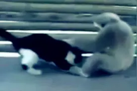 这猴子真是调皮的不像话，小猫都被它虐待的百般无奈了图片