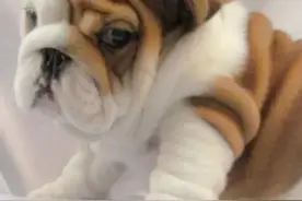 这些绽放的英国斗牛犬，可爱极了！图片