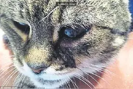 25岁老奶奶猫被小屁孩蓄意射死，但最讽刺的是这是去年发生的事图片