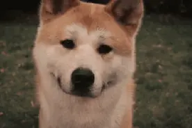 忠诚的意义在于我们不应该忘记爱过的每一个人图片