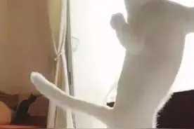 会飞的喵~不仅自己飞还可以带伙伴一起！图片