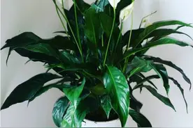 花友最常选的15个绿植品种，关键是好养！图片