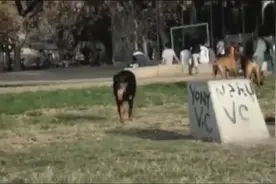 杜宾犬和罗威纳打架玩耍，这明显就是来撒狗粮的啊视频封面