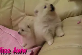 波美拉尼亚的小狗，叫声能把你萌化视频封面