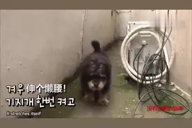 流浪狗狗每天去固定的地方等待去世的朋友，风雨无阻，看哭了视频封面