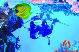 考个潜水证 做条遨游深海的鱼图片