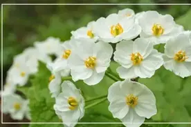会变透明的花儿，你见过吗？图片