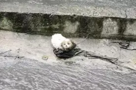 如果遇到流浪猫狗在屋檐下避雨，请不要驱赶，谢谢！图片