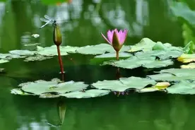 古诗词里的春草池塘图片